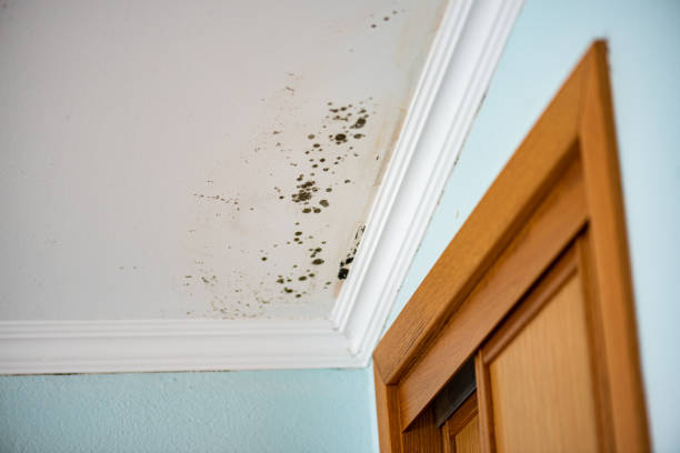 Best Home Mold Removal  in Toppers, OK